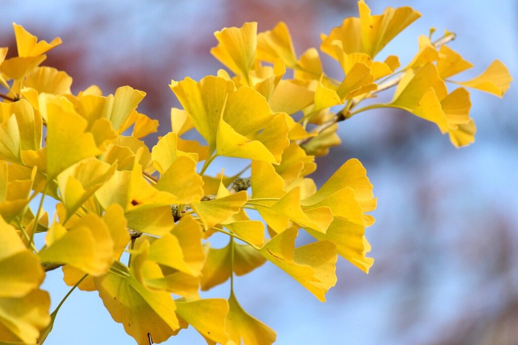 大阪城公園2023紅葉ライトアップの時間や見頃は?期間はいつまで?