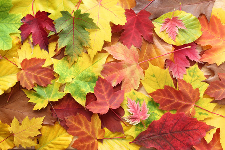 万博記念公園2023紅葉の混雑状況まとめ!人混み回避のオススメ時期は?