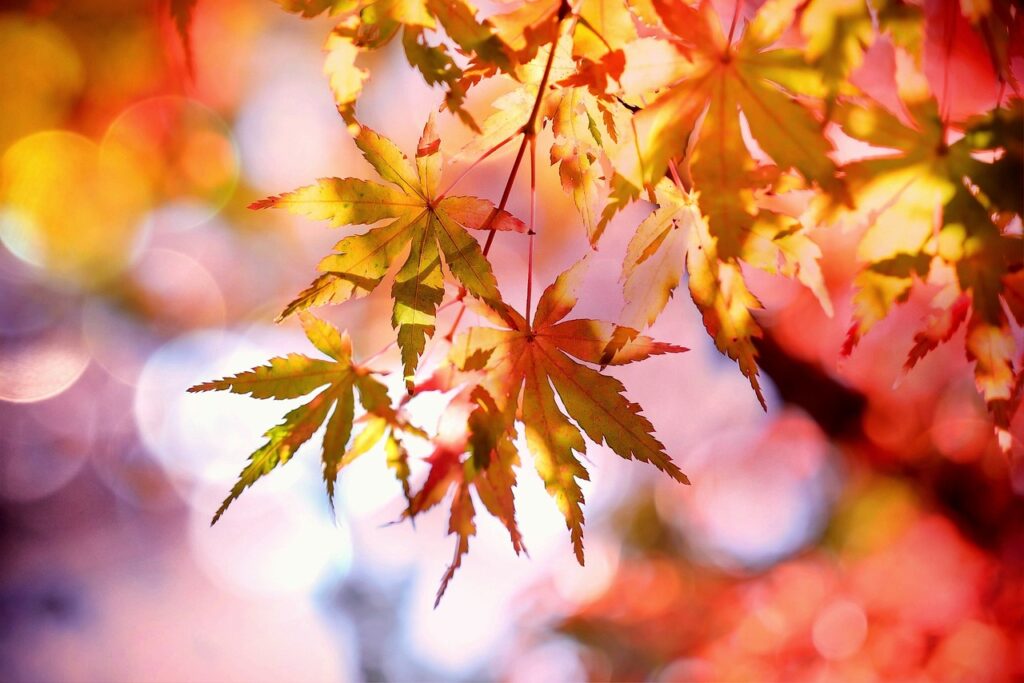 勝尾寺の紅葉2023混雑状況!人混みを避けるシーズンや渋滞回避方法は?