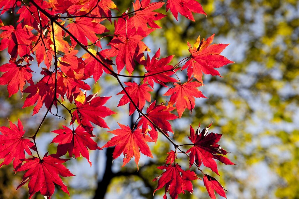 勝尾寺の紅葉2023混雑状況!人混みを避けるシーズンや渋滞回避方法は?