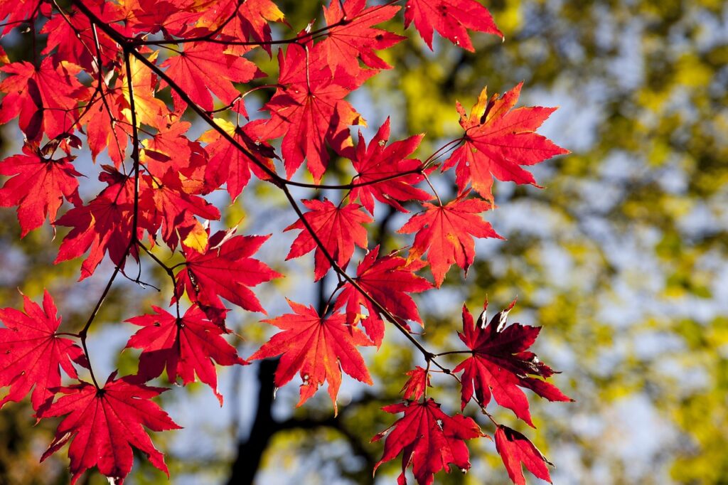 勝尾寺の紅葉2023混雑状況！人混みを避けるシーズンや渋滞回避方法は？